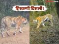 Hirkani Tigress: चकवा देणारी ‘हिरकणी’ पुन्हा कॅमेऱ्यात कैद; गळ्यातील जीपीएस कॉलर मात्र गायब - Marathi News | Hirkani Tigress: The dazzling 'Hirkani' is caught on camera again; however, the GPS collar around its neck is missing | Latest kolhapur News at Lokmat.com