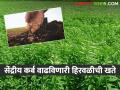 Green Manure हिरवळीचे खते देईल साथ; जमिनीची सुपीकता राखत उत्पन्नात होईल वाढ - Marathi News | Green Manure will support green manures; There will be an increase in income by maintaining the fertility of the land | Latest agriculture News at Lokmat.com