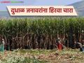Sugarcane Fodder: दुभत्या जनावरांची झाली सोय; उसाच्या चाऱ्याला मिळतोय बाजारपेठेत सर्वाधिक दर - Marathi News | Sugarcane Fodder: latest news Dairy cattle are now comfortable; Sugarcane fodder is getting the highest price in the market | Latest agriculture News at Lokmat.com