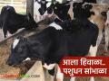 Livestock Care in Winter : थंडीत जनावरांच्या आरोग्याची कशी घ्याल काळजी वाचा सविस्तर - Marathi News | Livestock Care in Winter : How to take care of the health of livestock in winter read in detail | Latest agriculture News at Lokmat.com