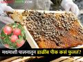 डाळिंब शेतीसाठी मधमाशी पालन ठरलं फायदेशीर, वाचा काय बदल झाला?  - Marathi News | Latest News Beekeeping has become profitable for pomegranate farming | Latest agriculture News at Lokmat.com