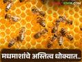 जंगलातील वणव्यामुळे मधमाशांचे अस्तित्व धोक्यात, ते कसे वाचा सविस्तर - Marathi News | Latest News Forest fires threaten the survival of bees, read how in detail | Latest agriculture News at Lokmat.com