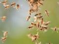 बार्शीटाकळी येथे मधमाशांचा भाविकांवर हल्ला : दोन गंभीर - Marathi News | Honey bees attack on devotees at Barshitakali: two serious | Latest akola News at Lokmat.com