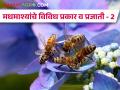 Honey Bees : मधमाशांचे विविध प्रकार व प्रजाती, पाळता येणाऱ्या मधमाशा कोणत्या?  - Marathi News | Latest News honey bees story Different types and species of bees | Latest agriculture News at Lokmat.com