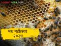 देशातील पहिला ‘मध महोत्सव’ महाराष्ट्रात - Marathi News | The country's first 'Honey Festival' in Maharashtra | Latest agriculture News at Lokmat.com