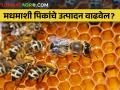 फवारणी व वृक्षतोडीमुळे मधमाश्यांचा अधिवास येतोय धोक्यात - Marathi News | Due to spraying of pesticides and cutting trees, the honeybee life is in danger | Latest agriculture News at Lokmat.com