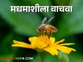 Honeybee किटकनाशकांपासून मधमाशांचे संरक्षण कसे कराल? - Marathi News | How to protect honeybees from pesticides? | Latest agriculture News at Lokmat.com