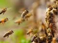 मधमाशांच्या हल्ल्यात महिलेचा मुत्यू - Marathi News | Woman killed in honey bee attack | Latest bhandara News at Lokmat.com