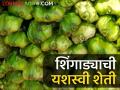 Success Story : शिंगाड्याच्या शेतीतून आठ महिन्यांत चांगलं उत्पन्न, गडचिरोलीच्या शेतकऱ्याचा यशस्वी प्रयोग - Marathi News | Latest News gadchiroli farmer earns 1.5 lakhs in eight months by farming hornet | Latest agriculture News at Lokmat.com