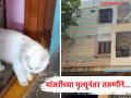 पाळलेल्या मांजरीच्या मृत्यूचा धक्का असह्य झाला अन् २० वर्षाच्या तरुणीने...; भयंकर घटनेने कुटुंब हादरले - Marathi News | A 20-year-old woman also died after the death of a cat in Hyderabad. | Latest crime News at Lokmat.com
