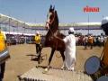 ‘देवगड’च्या यात्रेत अश्वाची बुलेटस्वारी - Marathi News | devgad yatra horse show in sangamner Ahmednagar | Latest ahilyanagar Videos at Lokmat.com