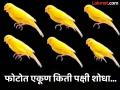 फोटोत एकूण किती पक्षी आहेत? जास्तीत जास्त लोकांचं चुकलं उत्तर, पाहा आपणही १० सेकंदात शोधा - Marathi News | Optical illusion : How many love birds are in this photo find in 10 seconds | Latest social-viral News at Lokmat.com