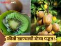 कीवी फळ सालीसोबत खावं की सालीशिवाय? डॉक्टरांनी सांगितली योग्य पद्धत! - Marathi News | Doctor tells right way to eat kiwi fruit | Latest food News at Lokmat.com