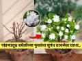 कमी जागेतही फुलेल चमेलीचं रोप! कुंडीत रोप लावताना अशी घ्या काळजी - पांढऱ्याशुभ्र कळ्या, फुलांचा येईल बहर... - Marathi News | how to grow chameli plant at home how to take care of jasmine plant in pot how to keep jasmine plant healthy and blooming | Latest sakhi News at Lokmat.com
