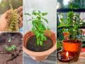 फक्त १० दिवसांत उगवतील तुळशीची रोपं - पाहा एक भन्नाट ट्रिक, हिरव्यागार तुळशीच सोपं सिक्रेट... - Marathi News | how to grow tulsi from seeds in pots tulsi manjari planting method how to plant tulsi from manjari | Latest sakhi News at Lokmat.com
