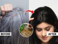 मेहेंदी चोपडूनही केसांना रंगच येत नाही ? 'अशी' भिजवा मेहेंदी, केस दिसतील कलर केल्यासार‌खे सुंदर... - Marathi News | How to soak mehendi for better hair colour how to soak mehendi for hair best way to soak henna for dark hair colour how to prepare henna for hair colouring | Latest sakhi News at Lokmat.com
