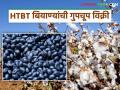 HTBT Cotton Seed : HTBT बियाण्यांची गुपचूप विक्री; कृषी विभागाची उघड कारवाई वाचा सविस्तर - Marathi News | latest news HTBT Cotton Seed: Secret sale of HTBT seeds; Read the open action of the Agriculture Department in detail | Latest agriculture News at Lokmat.com