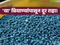 HTBT Cotton Seeds : कापूस शेतकऱ्यांनो सावधान! HTBT बियाणे वापरले तर तुरुंगवास निश्चित? - Marathi News | latest news HTBT Cotton Seeds: Cotton farmers beware! Is jail time certain if you use HTBT seeds? | Latest agriculture News at Lokmat.com
