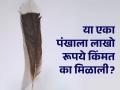 लाखो रूपयांना विकलं गेलं 'या' पक्ष्याचं एक पंख, जाणून घ्या कारण... - Marathi News | A feather of huia bird sold for 23 lakhs, know why this feather so costly | Latest jarahatke News at Lokmat.com