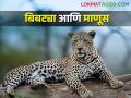 बिबटे अधिवासच विसरले.. पण कशामुळे? मानवाशी वाढला संघर्ष - Marathi News | Leopards forgot their habitat.. But why? Conflict with humans will increase | Latest agriculture News at Lokmat.com