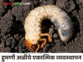 White Grub Control उन्हाळ्यातील हुमणी अळीला करा नियंत्रण; हा उपाय देईल मातीला संरक्षण - Marathi News | Humani Ali Control Control summer humani ali; This solution will protect the soil | Latest agriculture News at Lokmat.com