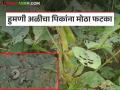 Soybean Pest Attack : सोयाबीन पिकावर हुमणीचा तडाखा; मदतीचा निर्णय अजूनही प्रलंबित - Marathi News | latest news Soybean Pest Attack: Soybean crop hit by locusts; Decision on assistance still pending | Latest agriculture News at Lokmat.com