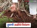 Humani Control : एक अळी बारा पिकांना त्रास देई, असा करा हुमणी अळीचा बंदोबस्त  - Marathi News | Latest News Agriculture News how to control humani worms see details | Latest agriculture News at Lokmat.com