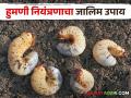 White Grub Management संधी सोडू नका; हिच ती वेळ हुमणी कीड नियंत्रणाची - Marathi News | White Grub Management Don't miss the opportunity; This is the time for humani pest control | Latest agriculture News at Lokmat.com