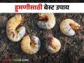 White Grub: ऊसातील हुमणीवर अटकाव करण्याचे हे आहेत एकदम सोपे उपाय.. वाचा सविस्तर - Marathi News | White Grub: These are very simple solutions to control white grub in sugarcane.. read in detail | Latest agriculture News at Lokmat.com