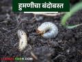 सोयाबीन, मका व कापूस पिकात वाढला हुमणीचा प्रादुर्भाव; करा हे पाच उपाय - Marathi News | The incidence of white grub has increased in soybean, maize and cotton crops; Take these five measures | Latest agriculture News at Lokmat.com
