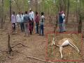 विद्युत सापळ्यात अडकून हरणांसह शिकाऱ्याचीही झाली शिकार - Marathi News | Hunter Death News | Latest gadchiroli News at Lokmat.com