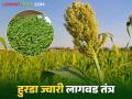 Hurda Jowar : क्वालिटी हुरड्यासाठी कशी कराल ज्वारी लागवड वाचा सविस्तर - Marathi News | Hurda Jowar : How to do sorghum cultivation for quality hurda production read in detail | Latest agriculture News at Lokmat.com