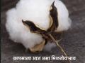Cotton Market:फुलंब्रीच्या मध्यम स्टेपलला क्विंटलमागे एवढा भाव, देऊळगाव राजा, सेलूतही भाव चांगला - Marathi News | | Latest agriculture News at Lokmat.com