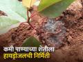 कमी पाण्यातील शेतीसाठी सेंद्रिय हायड्रोजेलची निर्मिती - Marathi News | Creation of Organic Hydrogels for Low Water Agriculture | Latest agriculture News at Lokmat.com