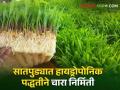 Hydroponic Fodder : मक्याचे दाणे भिजवले, मोड आणले; जनावरांना पौष्टिक चारा झाला अन् दूधही वाढलं! - Marathi News | Latest News Soaked corn kernels brought mod Animals got hydroponic fodder and milk increased! | Latest agriculture News at Lokmat.com