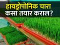 कमी खर्चात हायड्रोपोनिक्स पध्दतीने हिरवा चारा निर्मिती व्यवसाय कसा सुरु कराल? - Marathi News | How to start green fodder production business with hydroponic method at low cost? | Latest agriculture News at Lokmat.com