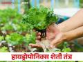Hydroponics Farming : मातीविना कमी जागेत करता येते या नवीन तंत्राने शेती.. वाचा सविस्तर - Marathi News | Hydroponics Farming : Agriculture can be done in less space without soil with this new technique.. read in detail | Latest agriculture News at Lokmat.com