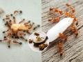 किचनमध्ये मुंग्याचा सुळसुळाट? २ उपाय -मुंग्या पटकन गायब होतील आणि सततचा त्रासही होईल कमी - Marathi News | Tips And Tricks How To Get Rid Of Ants In The Kitchen Permanently | Latest sakhi News at Lokmat.com