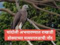 Chandoli National Park: चांदोली अभयारण्यात राखाडी डोक्याच्या मत्स्यगरुडाची नोंद - Marathi News | Rare Grey-headed Fish Eagle Spotted in Sahyadri Tiger Reserve: A Major Boost for Chandoli Ecosystem | Latest sangli News at Lokmat.com