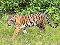 विदर्भातील वाघ सह्याद्रीला हलविण्याची तयारी - Marathi News | Preparations to move tigers from Vidarbha to Sahyadri | Latest nagpur News at Lokmat.com