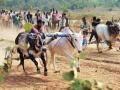बैलगाडा शर्यतीत लागला लाखोंचा सट्टा; सर्वोच्च न्यायालयाचे आदेश बसवले धाब्यावर - Marathi News | Millions bet on bullock cart race in badlapur | Latest thane News at Lokmat.com