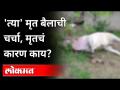 'त्या' मृत बैलाची चर्चा, मृत्यूचं कारण काय? Bull Murder In The QuarrelOf Man's | Satara | Maharashtra - Marathi News | Discussion of 'that' dead bull, what is the cause of death? Bull Murder In The QuarrelOf Man's | Satara | Maharashtra | Latest maharashtra Videos at Lokmat.com