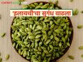 मसाल्याची राणी म्हणून ओळखल्या जाणाऱ्या 'या' मसाल्याला मिळतोय सर्वाधिक भाव - Marathi News | Cardamom spice, known as the queen of spices, is fetching the highest price | Latest agriculture News at Lokmat.com