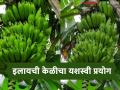 युट्युबवर पाहून फुलवली इलायची केळीची शेती, एका घडामध्ये 9 ते 10 फण्या, तरुण शेतकऱ्याची किमया  - Marathi News | Latest News Cardamom banana farming flourished after watching it on YouTube by nandurbar young farmer | Latest agriculture News at Lokmat.com