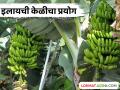 Ilayachi Keli : नंदुरबारच्या डॉक्टरांचा इलायची केळीचा प्रयोग, इतर केळीपेक्षा जास्त भाव मिळाला! - Marathi News | Latest news Ilayachi Keli Nandurbar doctor's experiment with cardamom bananas, prices higher than other bananas | Latest agriculture News at Lokmat.com