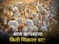 कापूस दरातील घसरण सुरूच; जाणून घ्या आजचे दर - Marathi News | maharashtra agriculture farmer market yard todays cotton price | Latest agriculture News at Lokmat.com