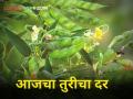 आज राज्यभरात तुरीला किती मिळाला दर? - Marathi News | maharashtr agriculture farmer market yard todays tur rates How much did Turi get in the state today? | Latest agriculture News at Lokmat.com