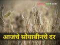 आज सोयाबीनला कुठे किती मिळाला दर? - Marathi News | maharashtra agriculture farmer soybean market yard price low | Latest agriculture News at Lokmat.com