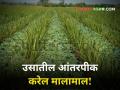 उसात आंतरपिके घ्या! या पिकांतून व्हाल मालामाल - Marathi News | Intercropping in sugarcane will result maharashtra agriculture farmer | Latest agriculture News at Lokmat.com