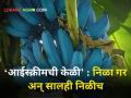 निळ्या गराची निळी केळी पाहिलीय का? नाव आहे 'आईस्क्रीमची केळी' - Marathi News | Have you ever seen a blue banana? The name is 'Ice Cream Banana'. | Latest agriculture News at Lokmat.com